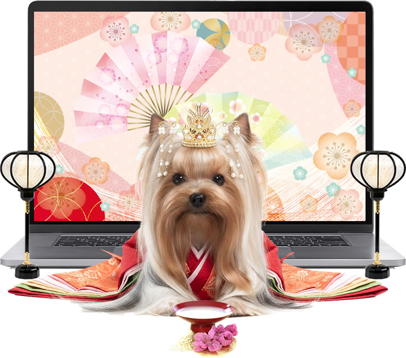 ヨークシャーテリアのひな祭り